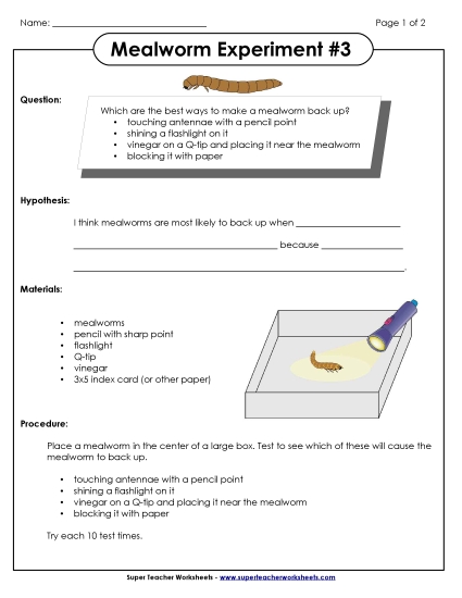 Mealworm Science Experiments - Mealworm Experiment #3