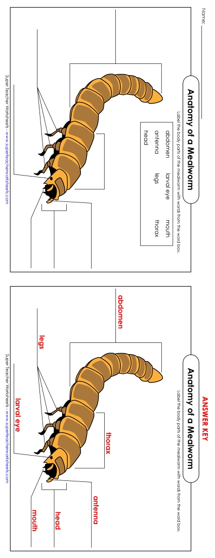 Mealworm Anatomy - Mealworm - Label the Parts (Color)