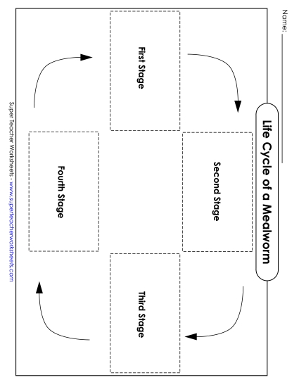 Mealworm Life Cycle - Mealworm Life Cycle Cut & Glue Mealworm Life Cycle - Mealworm Life Cycle Cut & Glue