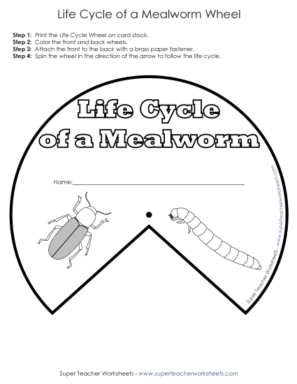 Mealworm Life Cycle - Mealworm Life Cycle Wheel