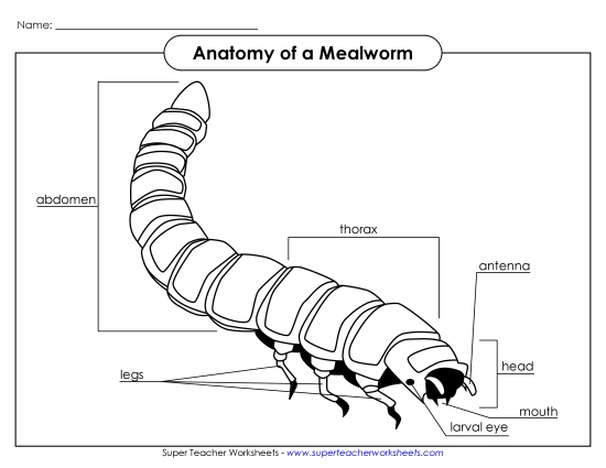Mealworm Anatomy - Mealworm - Picture (Black and White)