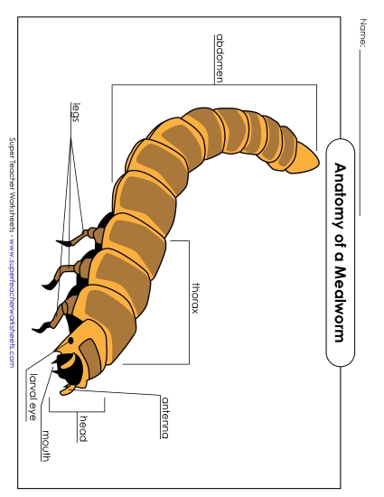 Mealworm Anatomy - Mealworm - Picture (Color)