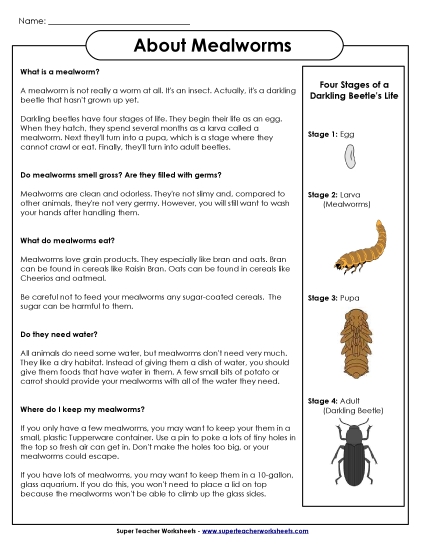 Insects, Spiders, and Bugs - Mealworms