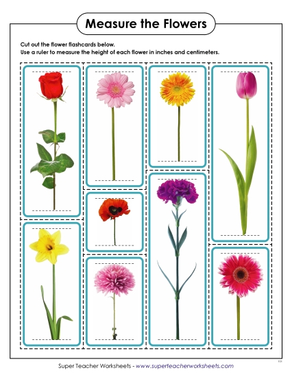 Conversions & Unit Comparisons - Measure the Flowers Conversions & Unit Comparisons - Measure the Flowers