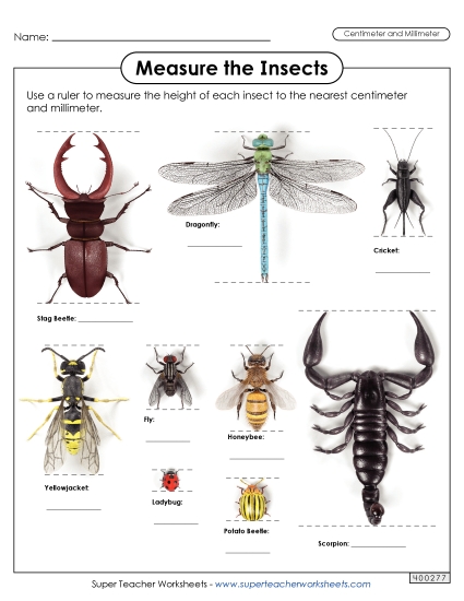 Mixed-Unit Measuring and Converting - Measure the Insects (Nearest Centimeter and Millimeter) Mixed-Unit Measuring and Converting - Measure the Insects (Nearest Centimeter and Millimeter)