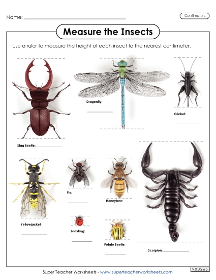 Measuring Centimeters - Measure the Insects (Nearest Centimeter) Measuring Centimeters - Measure the Insects (Nearest Centimeter)