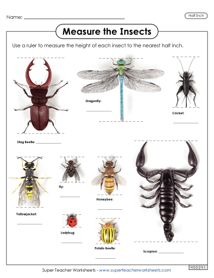 Nearest Half Inch - Measure the Insects (Nearest Half Inch) Nearest Half Inch - Measure the Insects (Nearest Half Inch)