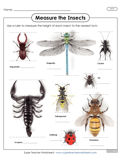 Nearest Inch - Measure the Insects (Nearest Inch)