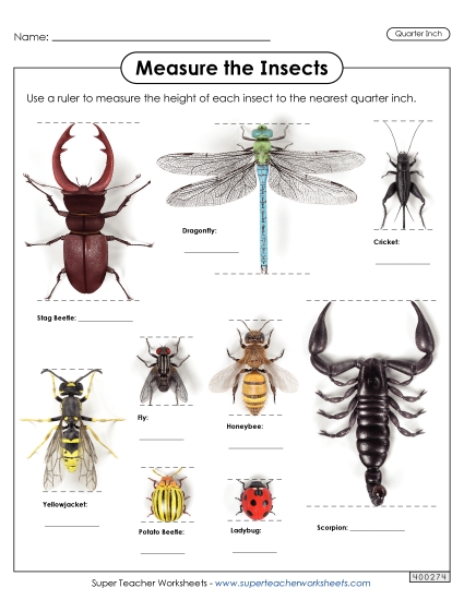Nearest Quarter Inch - Measure the Insects (Nearest Quarter Inch) Nearest Quarter Inch - Measure the Insects (Nearest Quarter Inch)