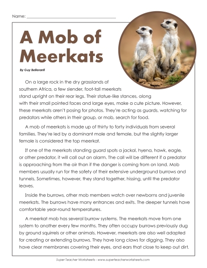 Mammals - Meerkats Mammals - Meerkats