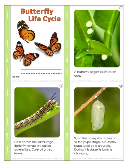 Mini Book: Butterfly Life Cycle