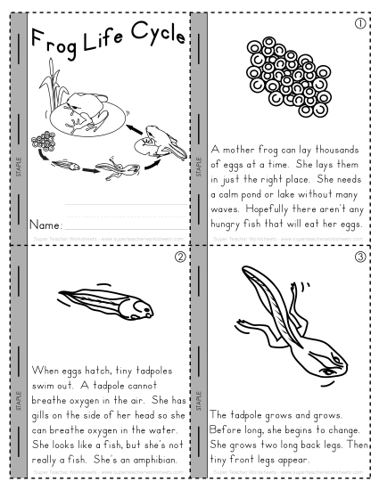 Activities - Mini Book: Frog Life Cycle