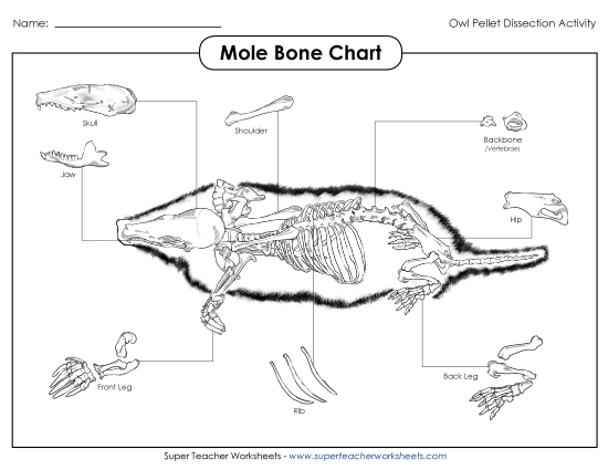 Owl Pellets - Mole Skeleton Chart Owl Pellets - Mole Skeleton Chart