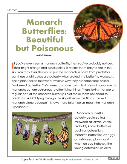 Insects, Spiders, and Bugs - Monarch Butterfly