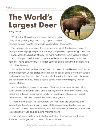 Mammals - Moose