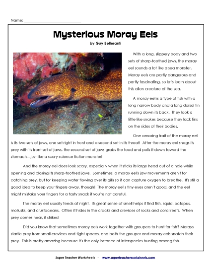 Fish - Moray Eels