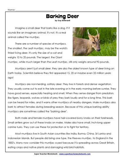 Mammals - Muntjac (Barking Deer)