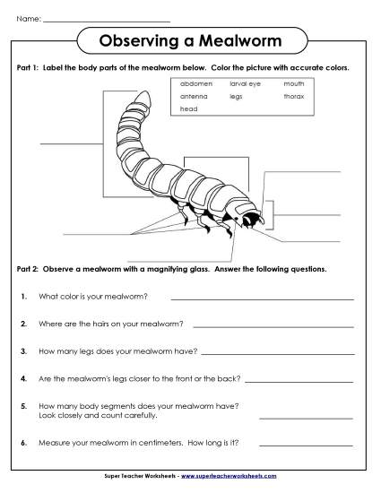 More Mealworm Stuff - Observing Mealworms