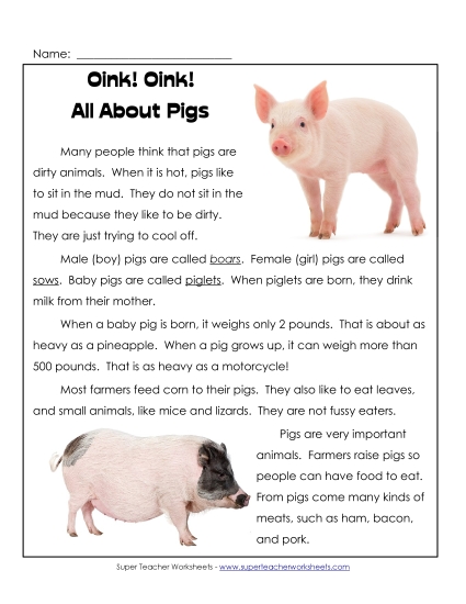 Farm Animal Articles - Oink! Oink! All About Pigs