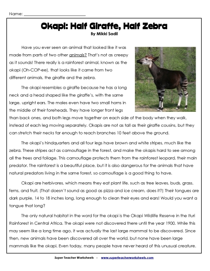 Mammals - Okapi Mammals - Okapi