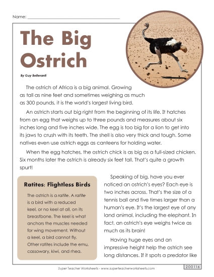 Birds - Ostriches 