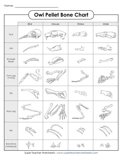 Owl Pellets - Owl Pellet Bone Chart Owl Pellets - Owl Pellet Bone Chart