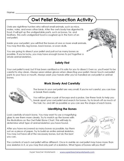 Owl Pellets - Owl Pellet Dissection Activity Owl Pellets - Owl Pellet Dissection Activity