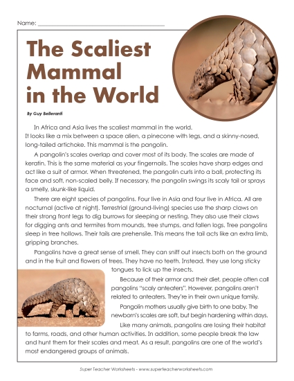 Mammals - Pangolins Mammals - Pangolins