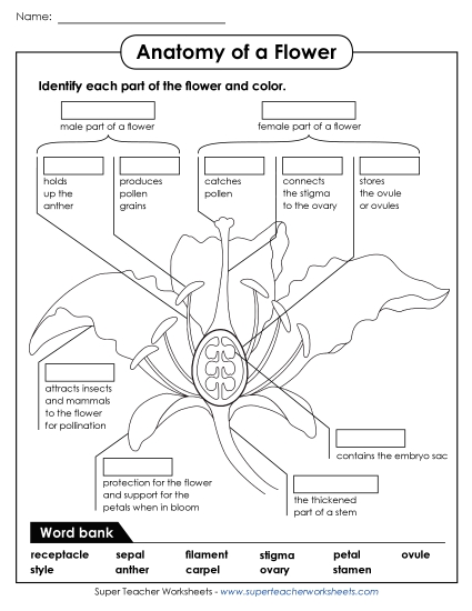 Flowers - Parts of a Flower (Advanced) Flowers - Parts of a Flower (Advanced)