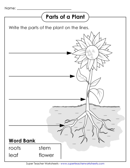 Parts of a Plant (Basic) - Parts of a Plant (Basic) Parts of a Plant (Basic) - Parts of a Plant (Basic)