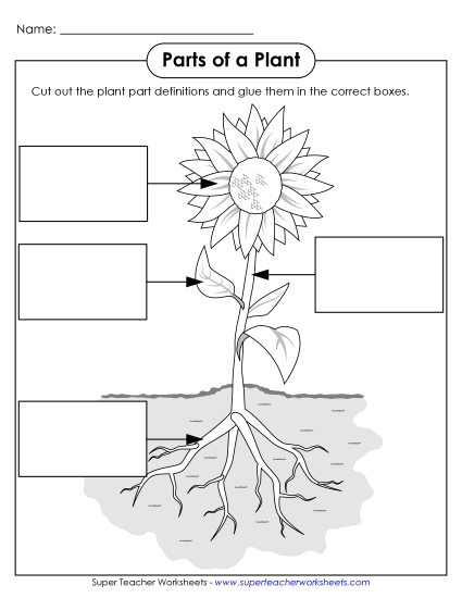 Parts of a Plant (Basic) - Parts of a Plant Cut & Glue (Basic) Parts of a Plant (Basic) - Parts of a Plant Cut & Glue (Basic)