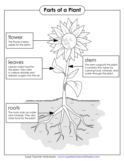 Parts of a Plant (Basic) - Parts of a Plant Poster (Basic; Black & White) Parts of a Plant (Basic) - Parts of a Plant Poster (Basic; Black & White)