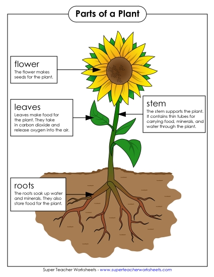 Parts of a Plant (Basic) - Parts of a Plant Poster (Basic; Color) Parts of a Plant (Basic) - Parts of a Plant Poster (Basic; Color)