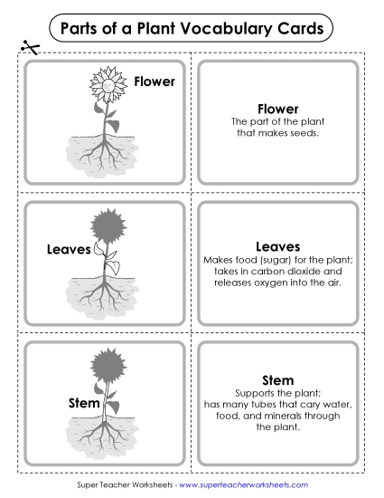 Parts of a Plant (Basic) - Parts of a Plant Vocabulary Cards (Basic) Parts of a Plant (Basic) - Parts of a Plant Vocabulary Cards (Basic)