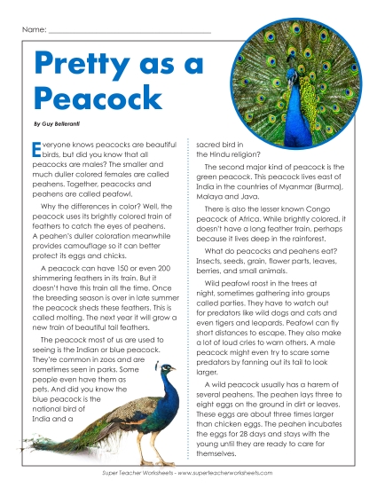 Birds - Peacocks (Peafowl)