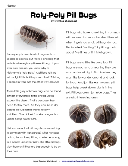 Insects, Spiders, and Bugs - Pill Bugs Insects, Spiders, and Bugs - Pill Bugs
