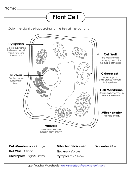 Plant Cells (Basic) - Plant Cell Coloring Plant Cells (Basic) - Plant Cell Coloring