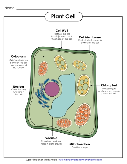 Plant Cells (Basic) - Plant Cell Parts (Color Poster)