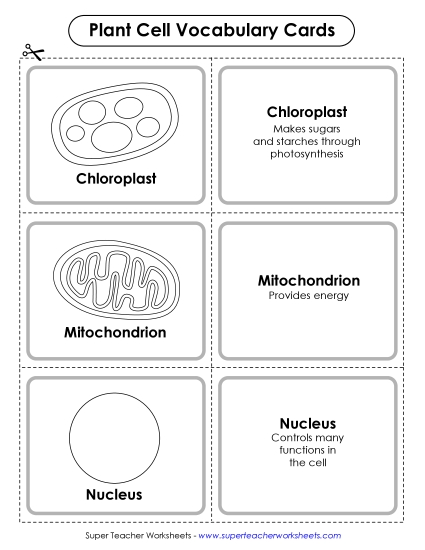 Plant Cells (Basic) - Plant Cell Vocabulary Cards