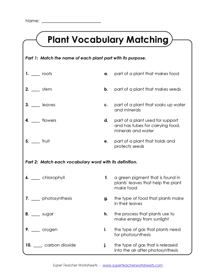 Plant Worksheets (Intermediate) - Plant Matching Activity (Intermediate) Plant Worksheets (Intermediate) - Plant Matching Activity (Intermediate)