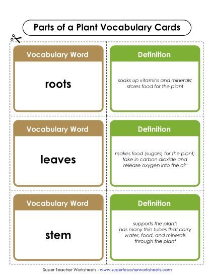 Early Literacy - Plant Parts Vocab Cards Early Literacy - Plant Parts Vocab Cards