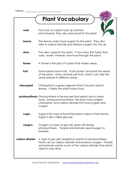 Plant Worksheets (Intermediate) - Plant Vocabulary Words Plant Worksheets (Intermediate) - Plant Vocabulary Words