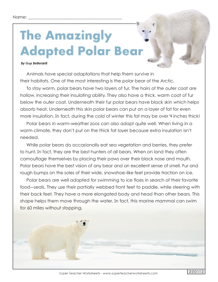 Mammals - Polar Bears Mammals - Polar Bears