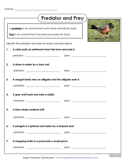 Food Chain Worksheets - Predator Prey