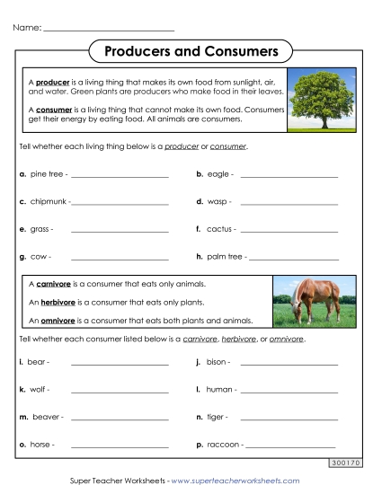 Food Chain Worksheets - Producers and Consumers