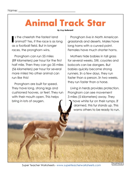 Mammals - Pronghorn Mammals - Pronghorn