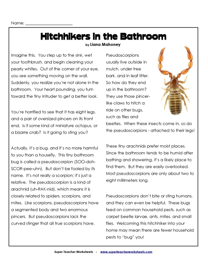 Insects, Spiders, and Bugs - Pseudoscorpions Insects, Spiders, and Bugs - Pseudoscorpions