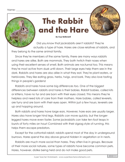 Mammals - Rabbits and Hares