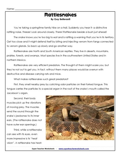 Reptiles - Rattlesnakes