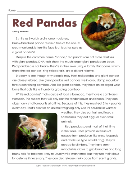 Mammals - Red Pandas